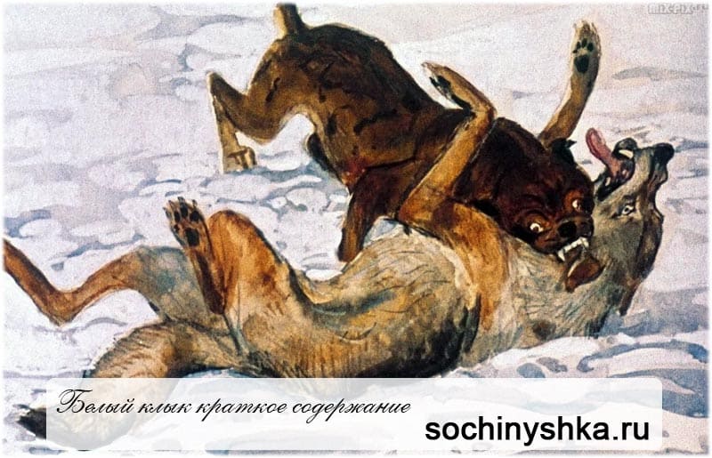 Песнь голода. Белый клык картина. Белый клык собачьи бои. Белый клык и бульдог. Джек Лондон белый клык иллюстрации.